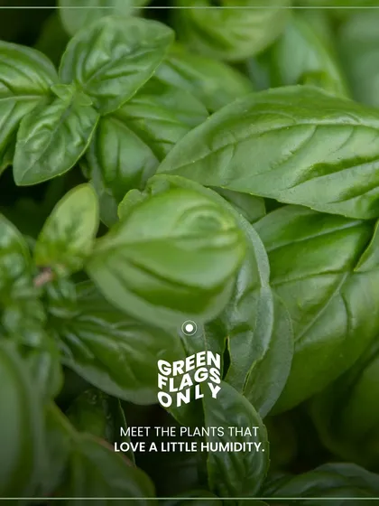 Meet the plants that love a little humidity. This graphic introduces our series on 'Green Flags Only', showcasing plants that thrive in damp conditions, perfect for the monsoon season.
