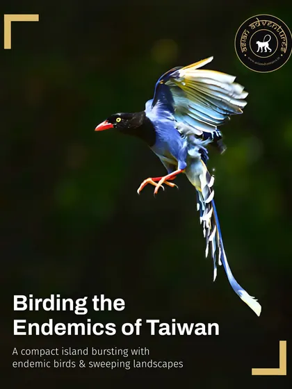 The spectacular Taiwan Blue-Magpie in flight, a key endemic species on our Taiwan birding tours. This poster highlights the unique birding opportunities on this compact and beautiful island.