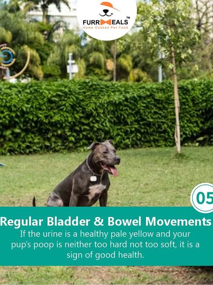 How can you tell if your dog is in good health? This guide covers the five key signs, from a soft, shiny coat and clean teeth to being active and engaged.