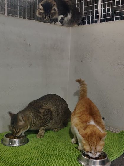 Sammy's Nest - Home Boarding for Small Pets Mealtime: Clean Bowls & Happy Tummies photo 4