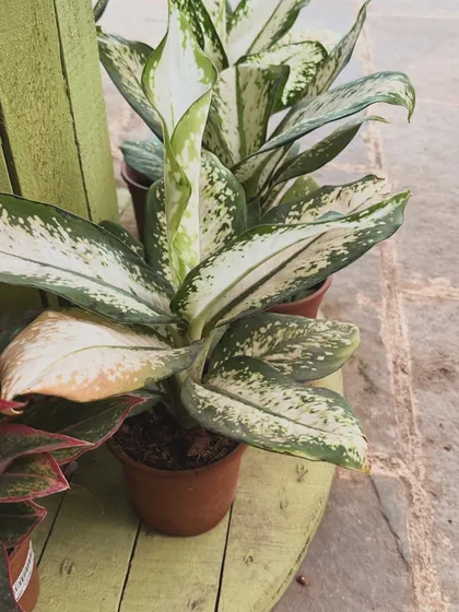 The beautiful variegated leaves of this Aglaonema, or Chinese Evergreen, can brighten up any shady spot in your home. It's as tough as it is beautiful.