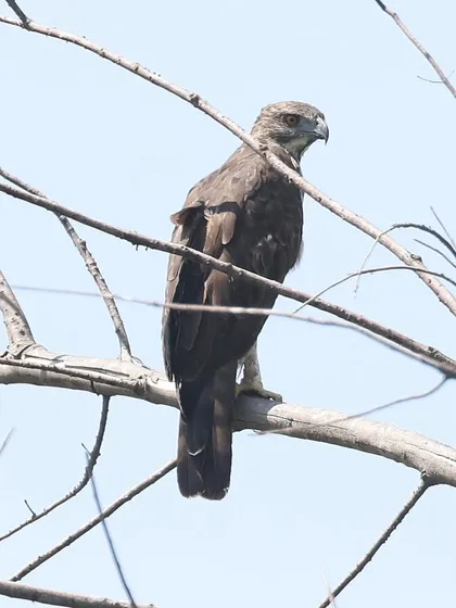 A Changeable Hawk-Eagle perched among bare branches, ever watchful. This common resident raptor of Singapore and Southeast Asia is a formidable hunter. Its keen eyesight and powerful build make it a dominant predator in its habitat.