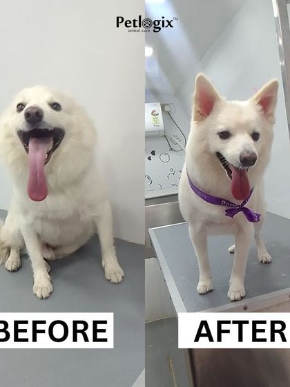 From scruffy to fluffy. This transformation shows how we can tame even the wildest coats, resulting in a happy and handsome pup.