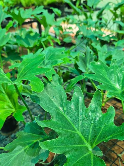 With its large, deeply lobed leaves, this Philodendron brings a bold, jungle-like feel. It's a perfect statement plant that showcases the dramatic side of nature's artistry.