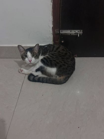 Gogo, on his first day, is already finding cozy spots to relax. My priority is to make sure even the most worried cats settle in and start eating quickly.