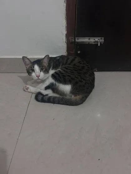 Gogo, on his first day, is already finding cozy spots to relax. My priority is to make sure even the most worried cats settle in and start eating quickly.
