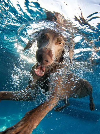 A Weimaraner gracefully gliding through the water. These sessions can also capture the elegant and serene side of your pet's swimming style.