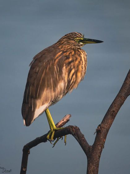 This portrait of a juvenile Indian Pond Heron is a personal favorite. The soft blue of the water in the background complements the warm brown tones of its feathers, and the golden light beautifully illuminates its form.