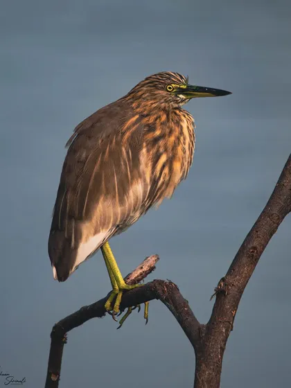 A portrait of a juvenile Indian Pond Heron against a clean blue background. The warm evening light beautifully illuminates the intricate patterns on its feathers, making this a personal favorite shot of mine.