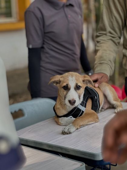 Oh My Dawg - Animal Welfare & Adoption Services Our Adoption Drives photo 50