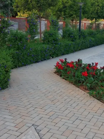 A brick herringbone pathway in a park, lined with flowering red Canna lilies and neatly trimmed hedges. The combination of color and texture creates a beautiful walkway.