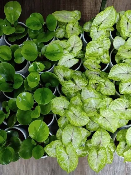 An overhead view of a large order for the Global Solution Center, showing the lush greenery of Peperomia and Syngonium plants ready for potting. We ensure every plant is healthy and vibrant.