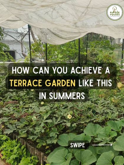 Wondering how a terrace garden can flourish even in the Delhi summer? This client's garden is a testament to proper planning, from shade nets to the right choice of seasonal plants.