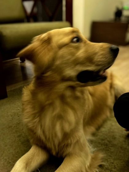 These additional photos showcase the variety of wonderful dogs I have the pleasure of caring for, each with their own unique charm and personality. From playful moments to quiet cuddles, every interaction is special.