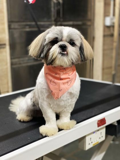 Jack the Shih Tzu is looking handsome with his neatly trimmed paws and face.