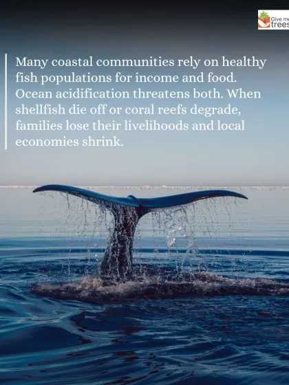 Highlighting the impact of ocean acidification on coastal communities. We connect environmental issues to their human and economic consequences.