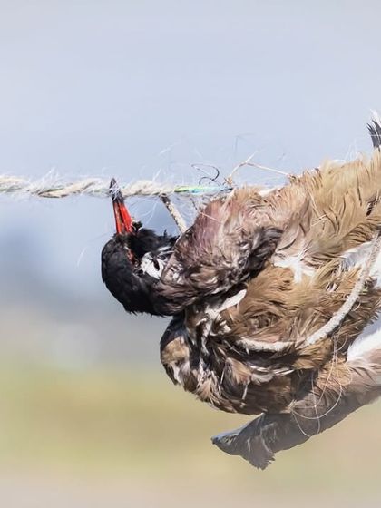 A Red-wattled Lapwing tangled in a rope, a heartbreaking sight that underscores the lethal impact of such farming practices.