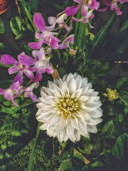 A beautiful moment in the garden where a white dahlia blooms right next to a spray of purple orchids.
