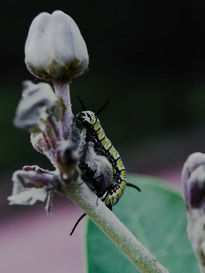 Zahid Moledina - Photography The World Up Close: Nature & Macro photo 31