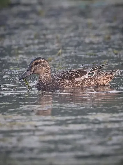 A Garganey duck, a migratory species that breeds in Europe and winters in Africa, India, and Australia. This one, likely a female or non-breeding male, was seen in a lake in Mumbai.