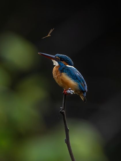 A common kingfisher on its perch, with a small insect flying nearby. This adds a dynamic element to the portrait, hinting at a potential hunt.