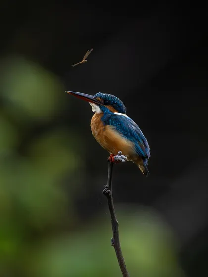 A common kingfisher on its perch, with a small insect flying nearby. This adds a dynamic element to the portrait, hinting at a potential hunt.