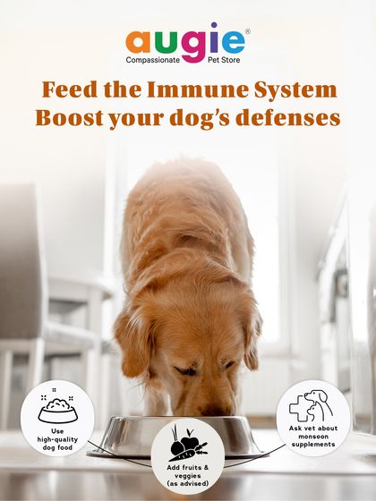 Augie Pets - Pet Supplies Health, Wellness & Pet Care Tips photo 5