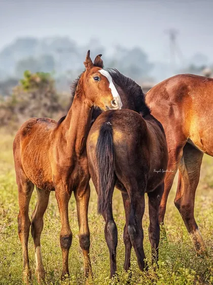 A tender moment between two horses in a field, showing the strong social bonds within a herd. These interactions reveal the gentle and communal nature of these magnificent animals.