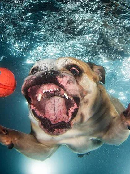 An English Bulldog showing its powerful swimming form. These photos challenge stereotypes and show a different side of this beloved breed.