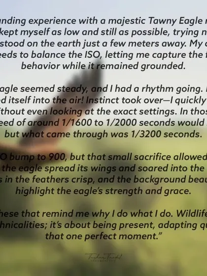The story behind capturing the Tawny Eagle in flight, explaining how I quickly adjusted my settings from a static shot to an action shot.
