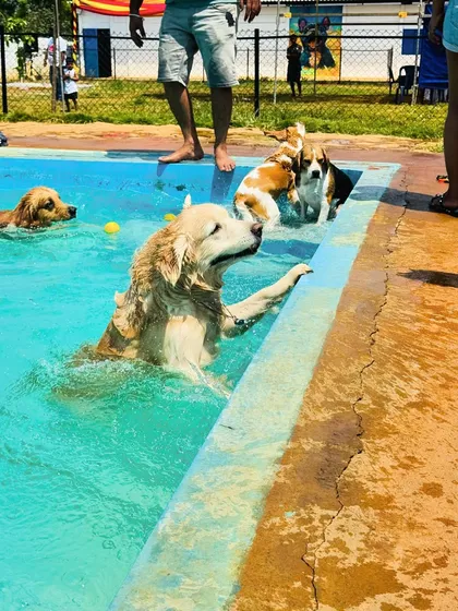Nothing beats a cool dip on a warm day. Our dog swimming pool is a favorite spot for our guests to have a splashing good time, socialize, and get some healthy exercise.