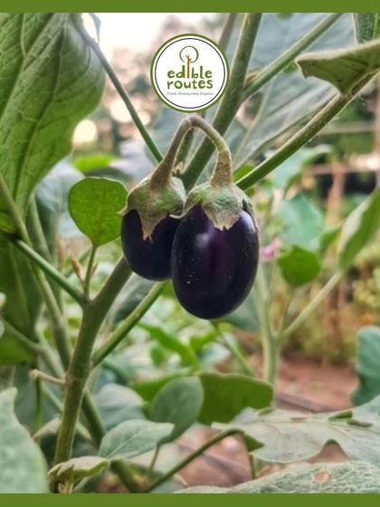 A pair of small, purple brinjals ripening on the plant. I grow several varieties of brinjal, each with its own unique taste and texture, all completely chemical-free.