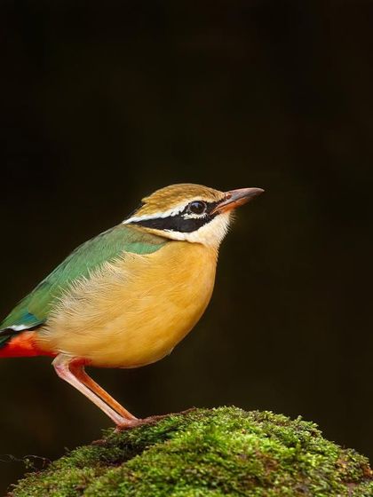 Another pose from the beautiful Indian Pitta.