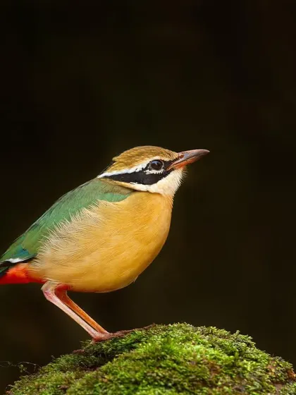 The Indian Pitta, a jewel of the forest floor, with its nine-colored plumage. It is a shy bird that is a challenge to photograph well.
