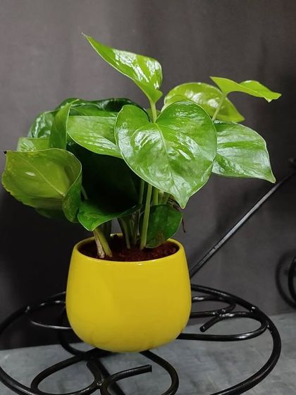 Gifts for Every Occasion photo 11