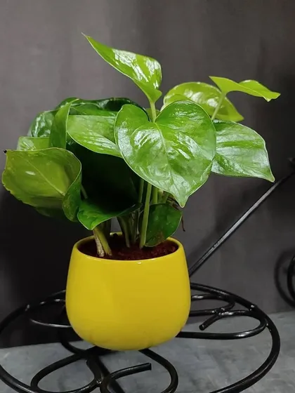 A lush Golden Pothos in a bright yellow ceramic pot. This easy-care plant is an ideal gift for both new and experienced plant owners.