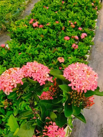 A row of pink Ixora plants in the nursery, all blooming beautifully.