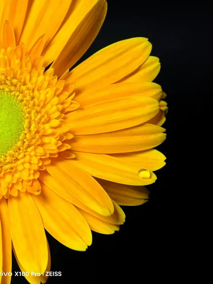 For Vivo, I used their phone's telephoto macro lens to explore a world of detail. This shot of a yellow gerbera highlights the incredible clarity and color reproduction, proving the device's professional-grade capabilities.