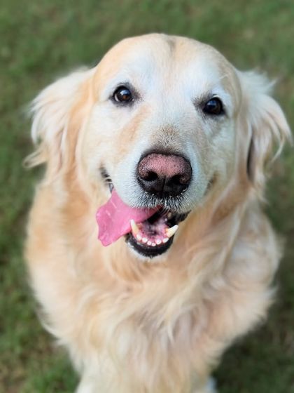 A beautiful, happy portrait of Max. His contentment is a reflection of the care he receives here.