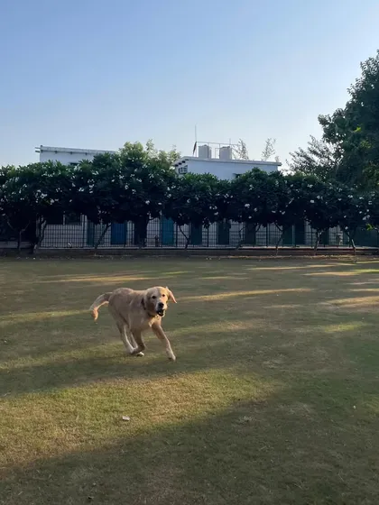 The joy of a good run. This is what our dog daycare is all about: providing a safe outlet for your dog's energy.