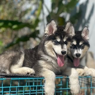 Brother's Kennel