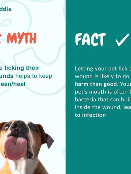 Kuddle - At-Home Veterinary Services Decoding Your Pet: Behavior & Health Cues photo 7