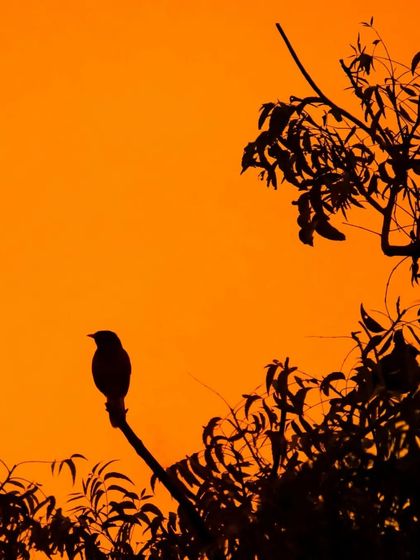 A simple, clean silhouette of a bird against a solid orange sky. This minimalist composition is both peaceful and powerful.