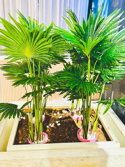 These large artificial fan palms are set in a modern planter, ideal for adding a tropical feel to spacious interiors like hotel lobbies or large living rooms. They are tall and impressive, making them a great choice for filling empty corners with vibrant greenery.