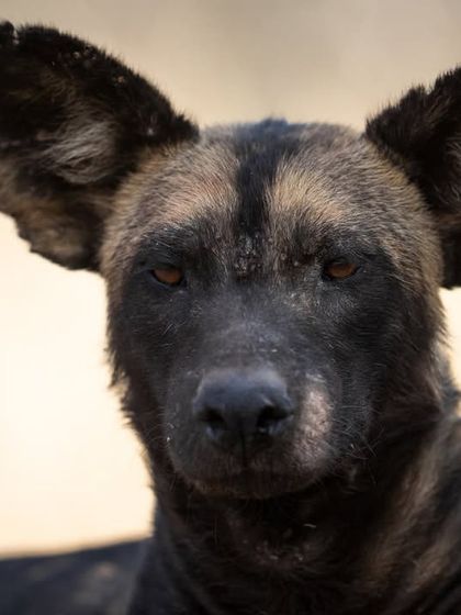 A portrait of an African Wild Dog. On my safaris, I encourage guests to be versatile and capture strong portraits when animals get close, focusing on details and emotion.