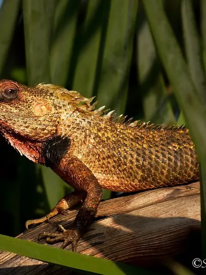The many faces of a dragon. This Oriental Garden Lizard, basking in the sun, shows off its beautiful breeding colors.