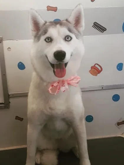 Sparkly eyes and a big smile on this beautiful Husky after a refreshing spa day with us.