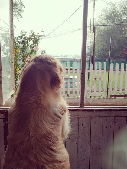 Waiting for the rain to pass so playtime can resume. This Golden Retriever can't wait to get back outside.