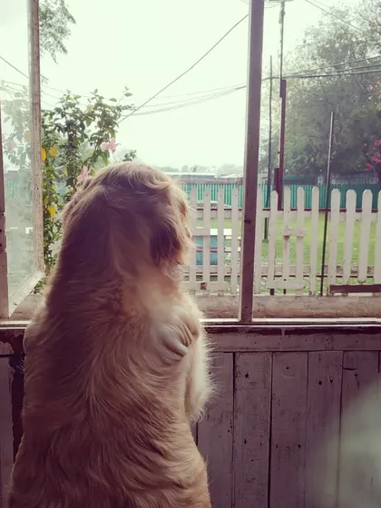 Waiting for the rain to pass so playtime can resume. This Golden Retriever can't wait to get back outside.
