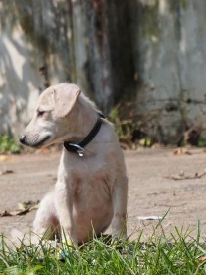 Bingo taking a moment to rest. This 2+ month old female puppy is available for adoption in Bangalore.